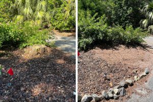 Stump Grinding Before & After